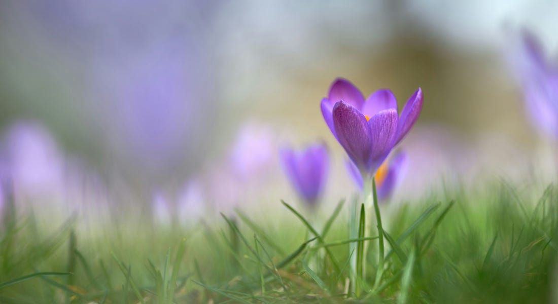 A purple crocus flower in a field of grass, with other crocus flowers out of focus A purple crocus flower in a field of grass, with other crocus flowers out of focus