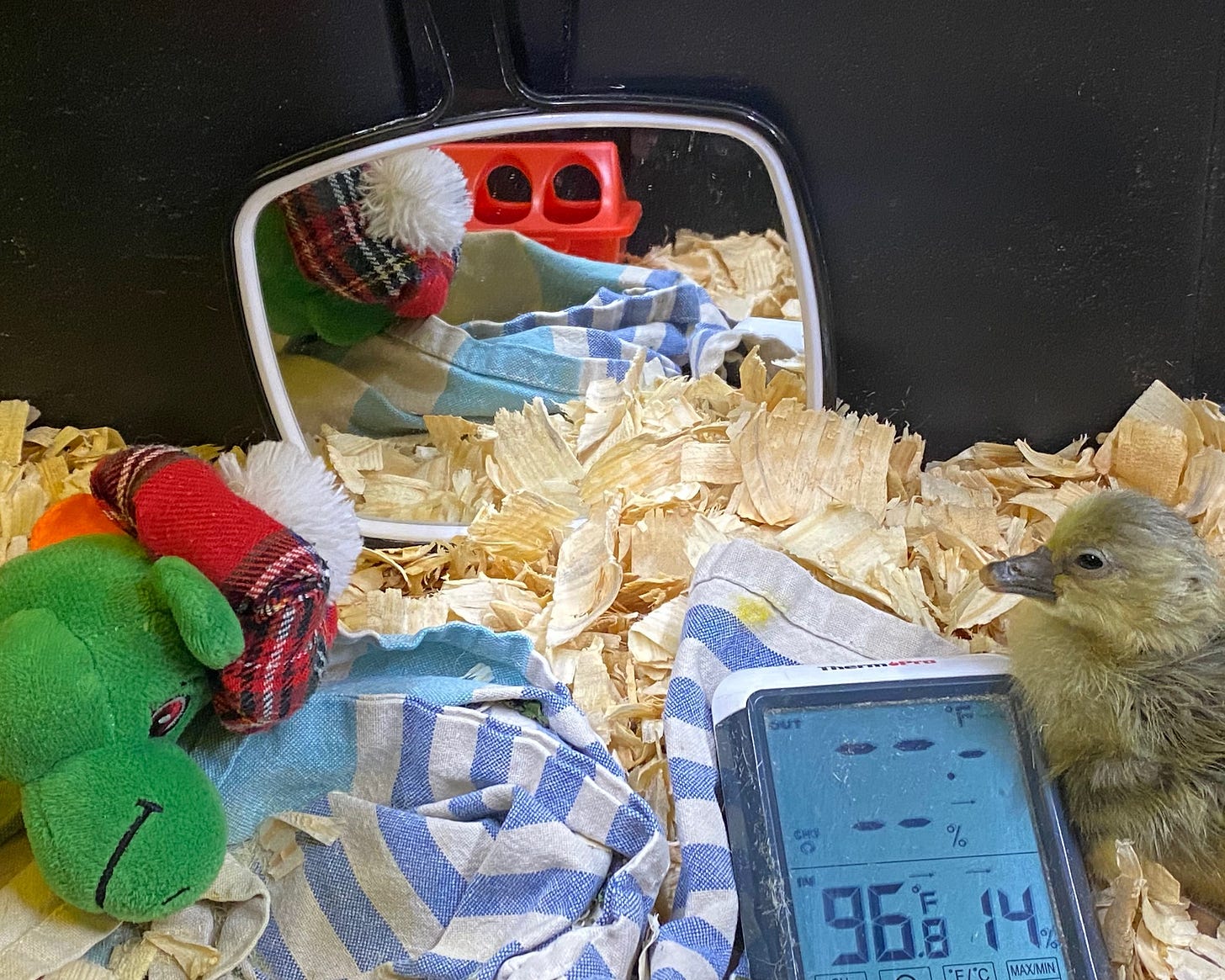 Moon the goose with her broodmate Nessie