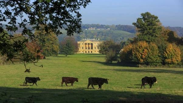 Cattle grazing on the estate at Basildon Park, Berkshire. Cattle grazing on the estate at Basildon Park, Berkshire.