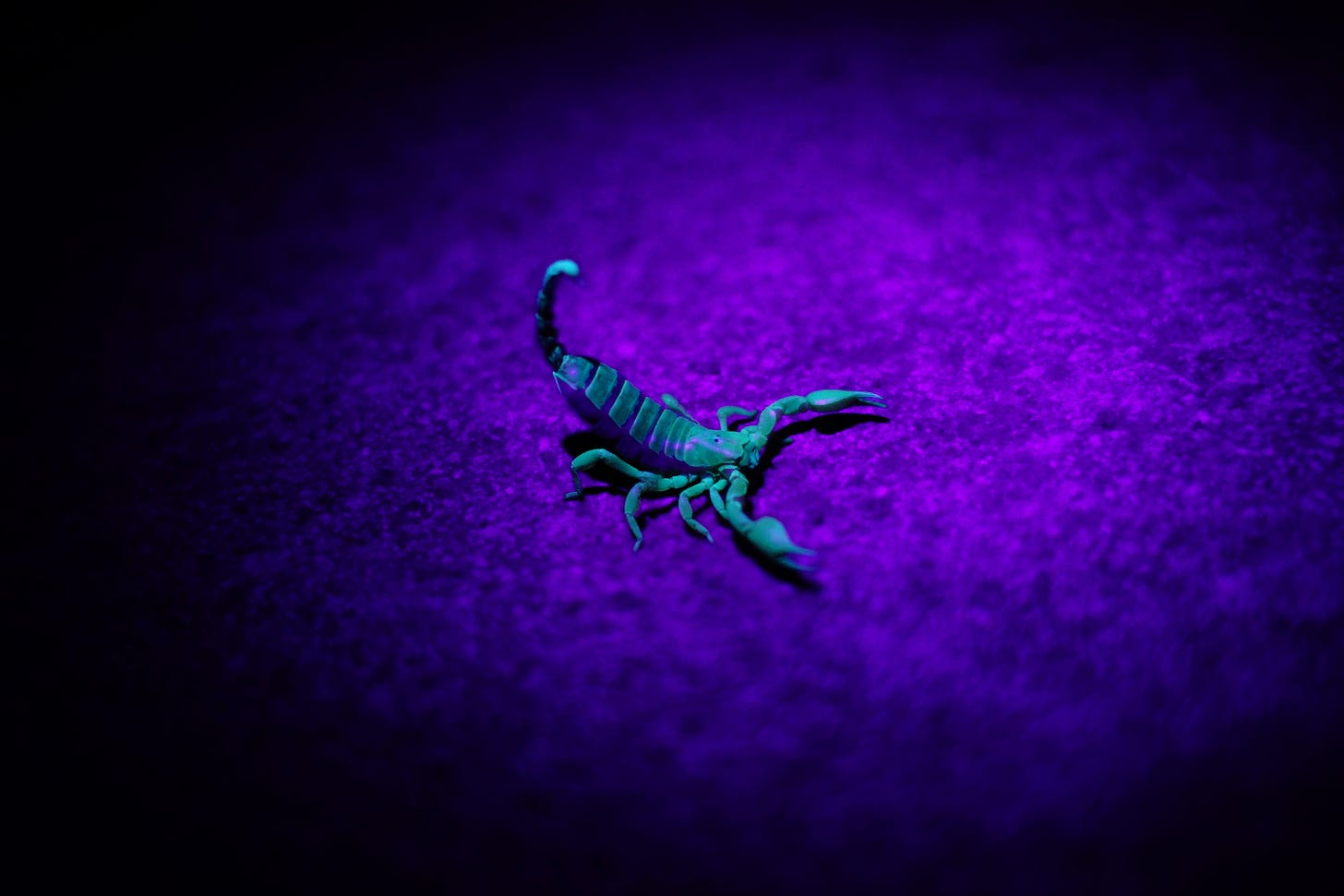 Scorpion with raised barbed tail glowing vivid light blue against a dark purple background. Scorpion with raised barbed tail glowing vivid light blue against a dark purple background.
