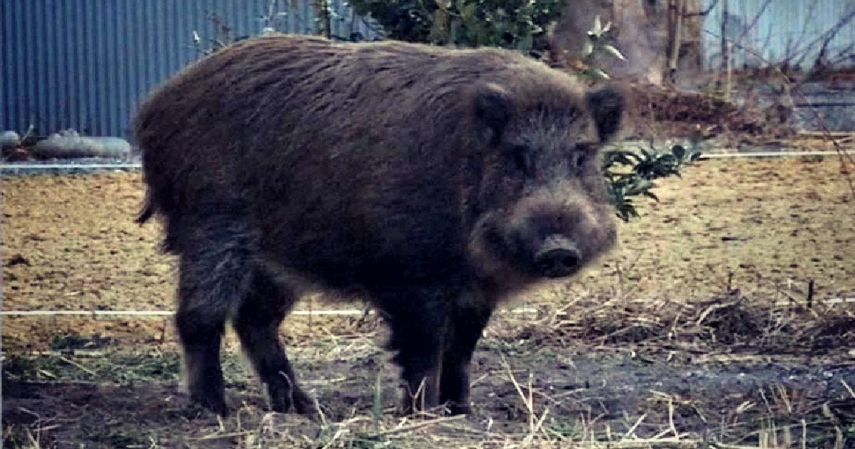 Wild boar standing in a grassy area, showcasing its thick fur and distinctive features in a natural setting.