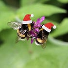 L'ottimismo contagioso dei bombi
