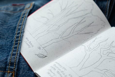 Still-life photographs