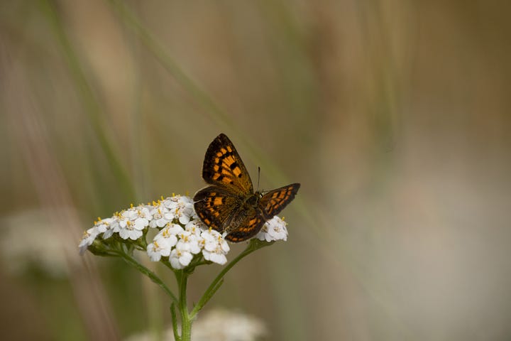 Four of our native butterflies in Aotearoa New Zealand