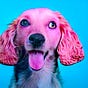 warty dog's avatar