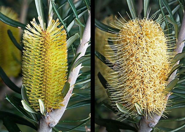 Banksia marginata [immature and mature flowers wikicommons].jpg