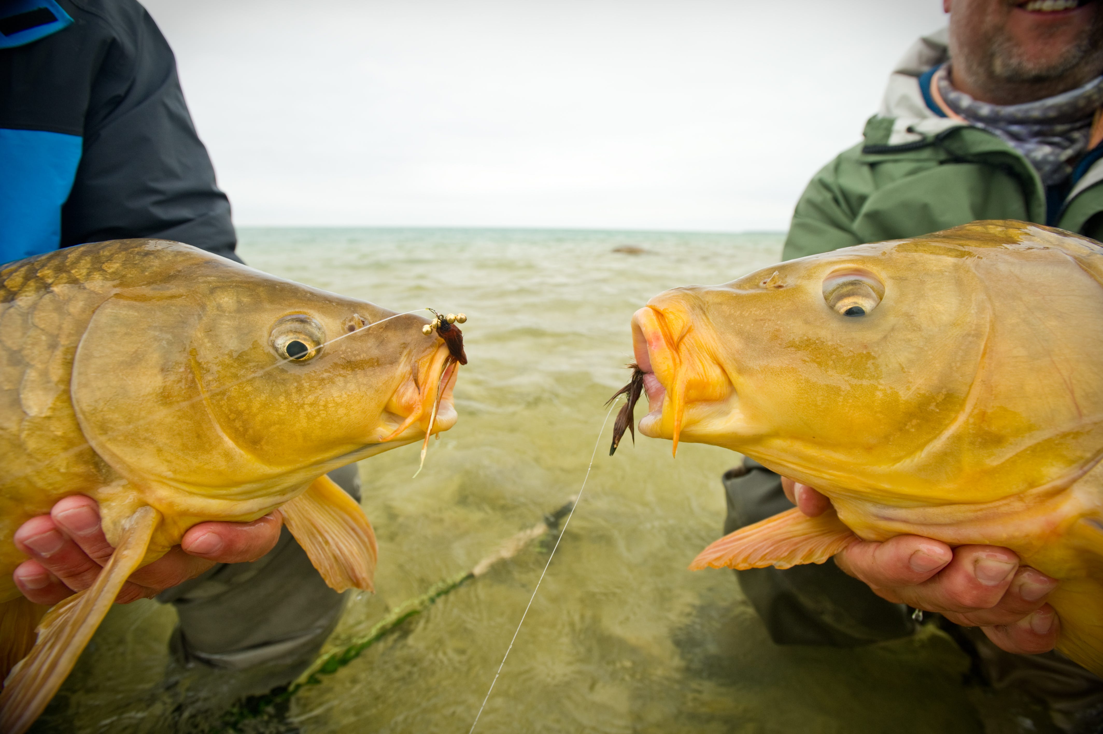 The Characteristics and Senses of Carp