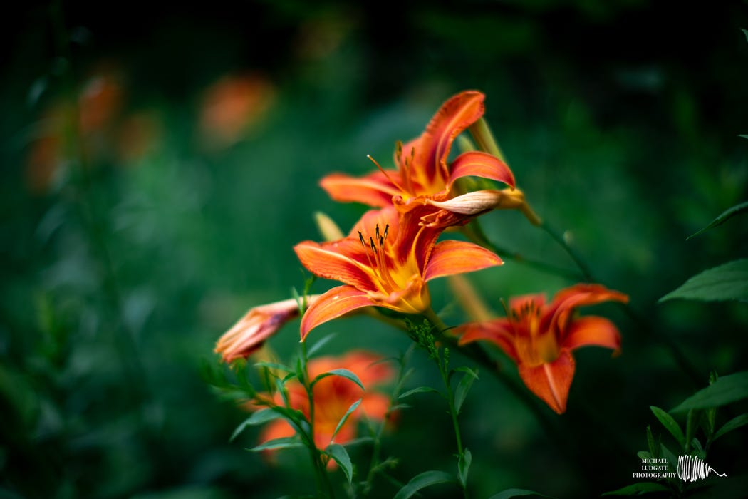Day Lillies Day Lillies