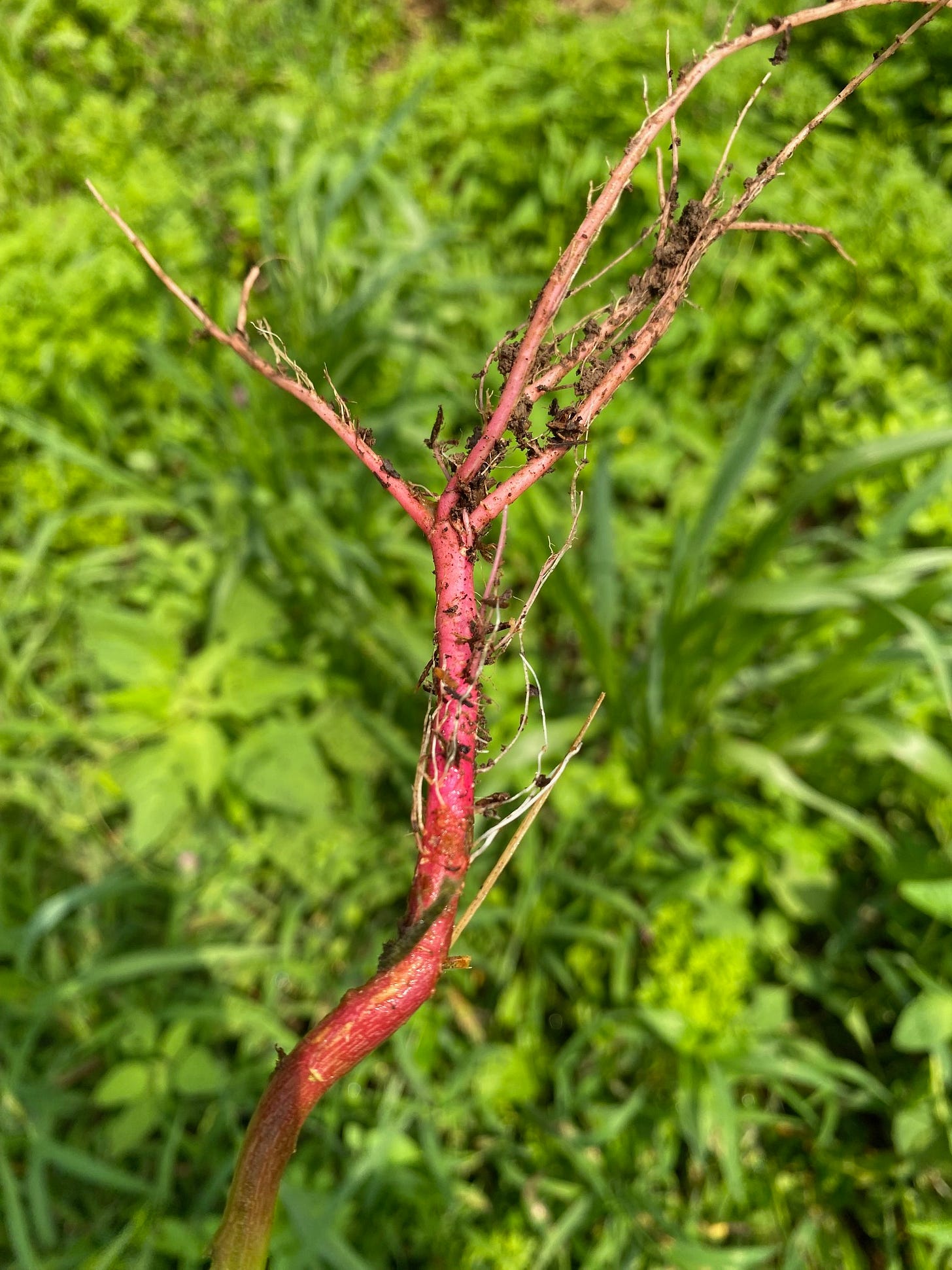roots of Amaranthus retroflexus roots of Amaranthus retroflexus