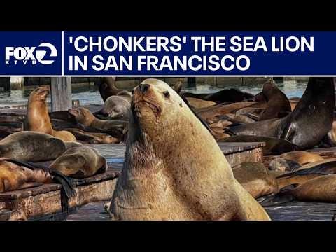 Chonkers the Steller Sea Lion