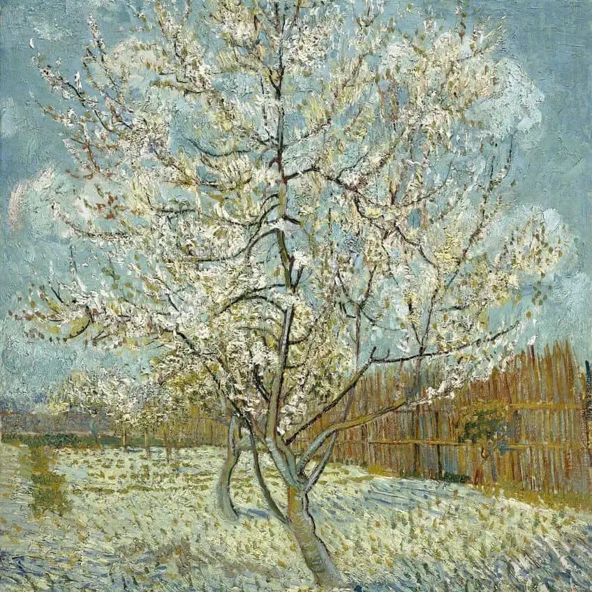 Apple Blossoms in a Mournful Wood