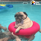 Sorry, Officer, I Spilled 'Swimming Pool' On The Evidence