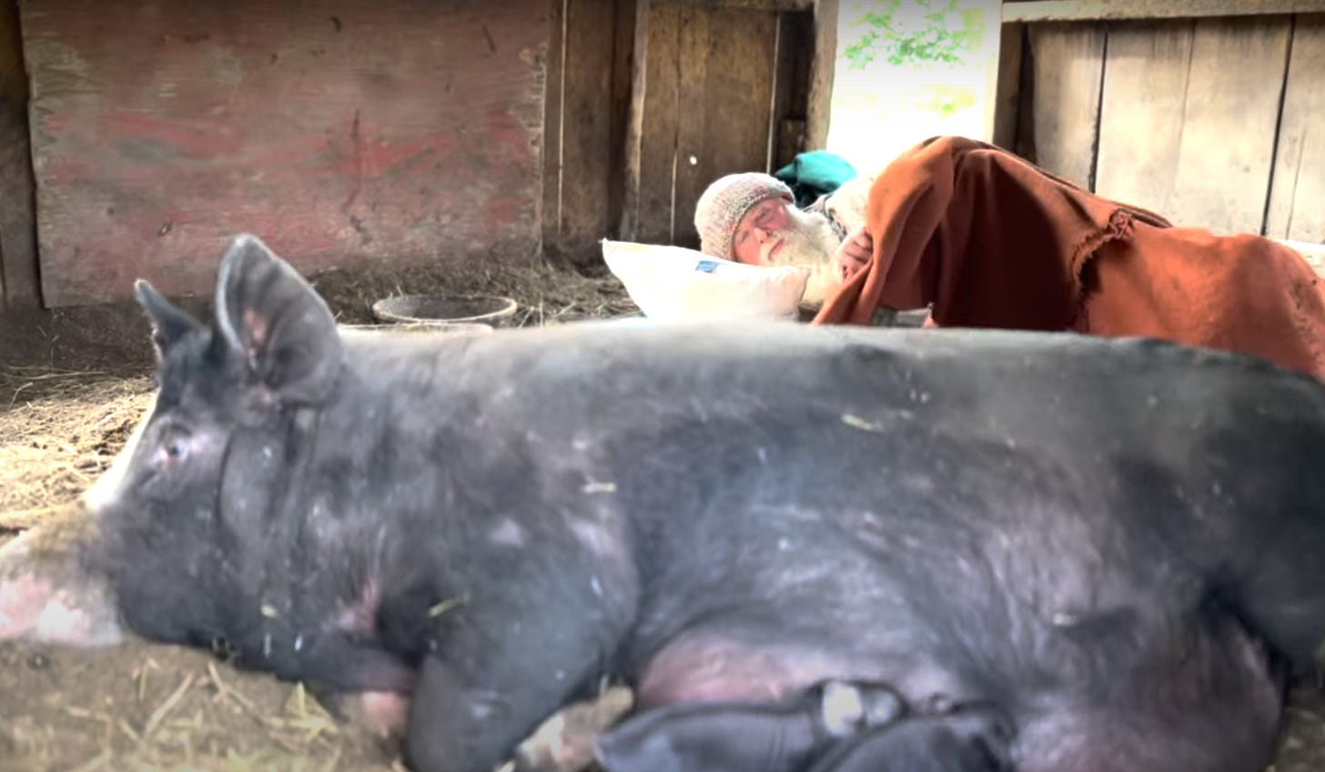A large black pig lying on straw in a barn or shelter. In the background, a person (Brian) wearing a rust-colored blanket and hat is visible, appearing to be caring for or observing the animal