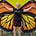 Lisa Brunette's avatar