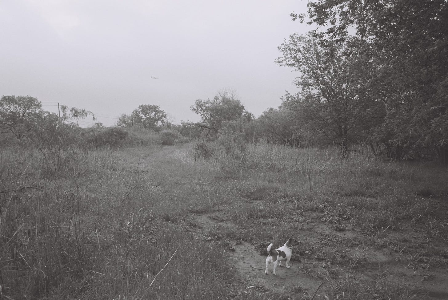 Black and white pic of Jack Russell terrier walking into urban woods as plan flies over
