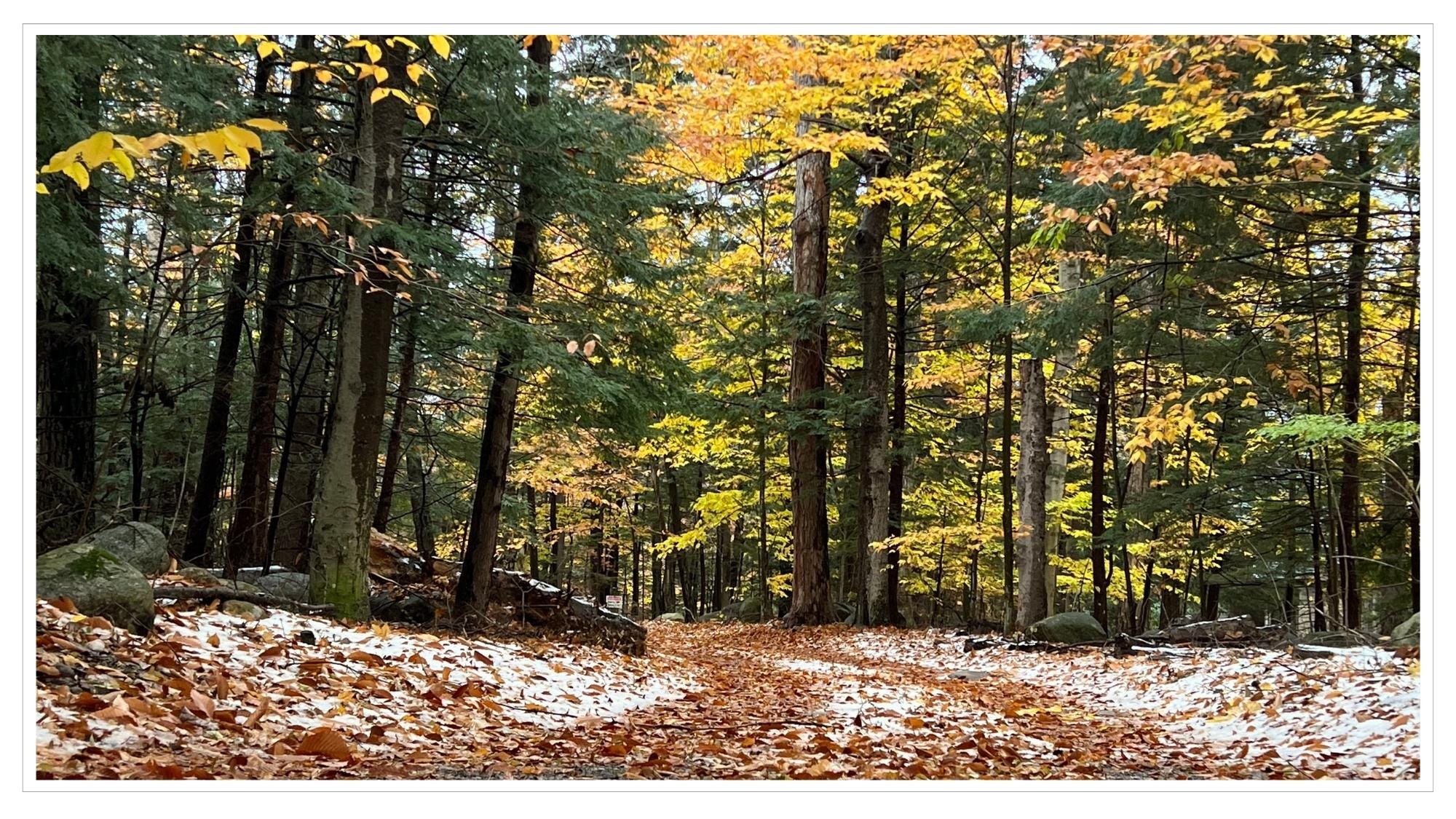 Dusting of snow on rust-colored leaves, driveway surrounded by autumn trees