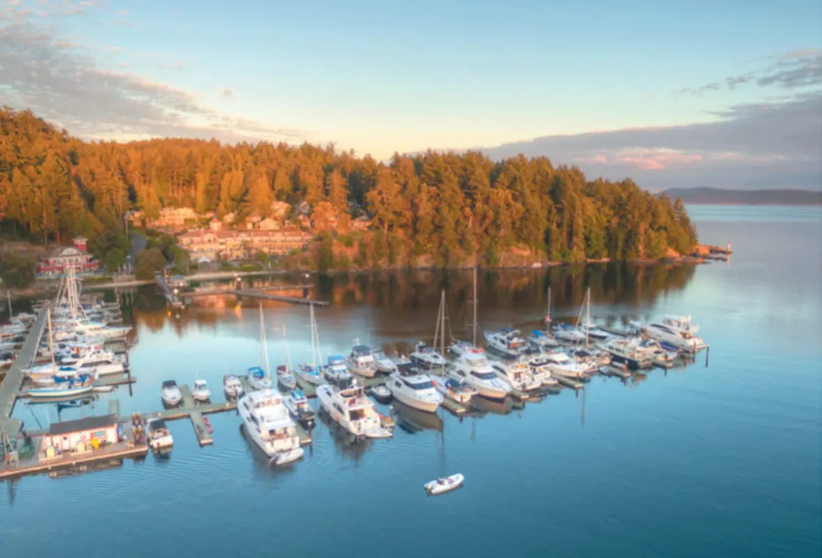 landscape with pine trees and a marina with boats and yatchs