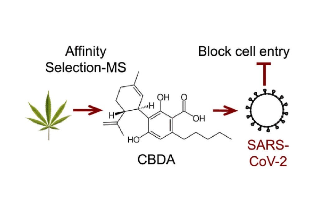 Cannabinoids Block Cellular Entry of SARS-CoV-2 and the Emerging Variants
