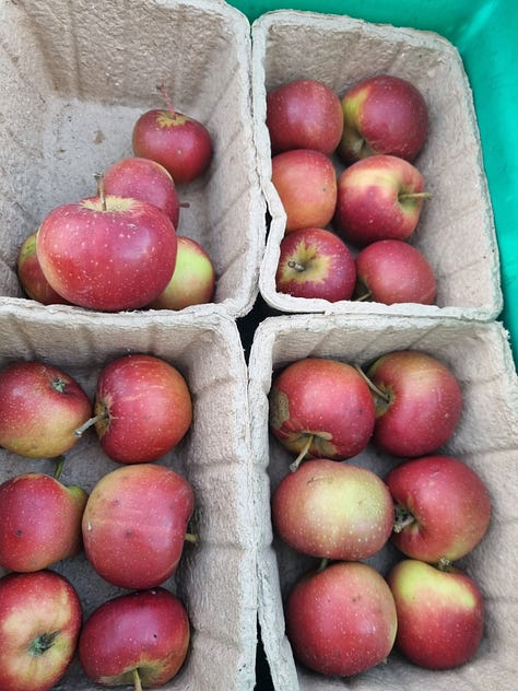 At the farmers' market December