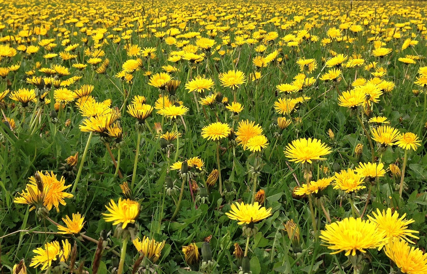 May be an image of coltsfoot and African daisy