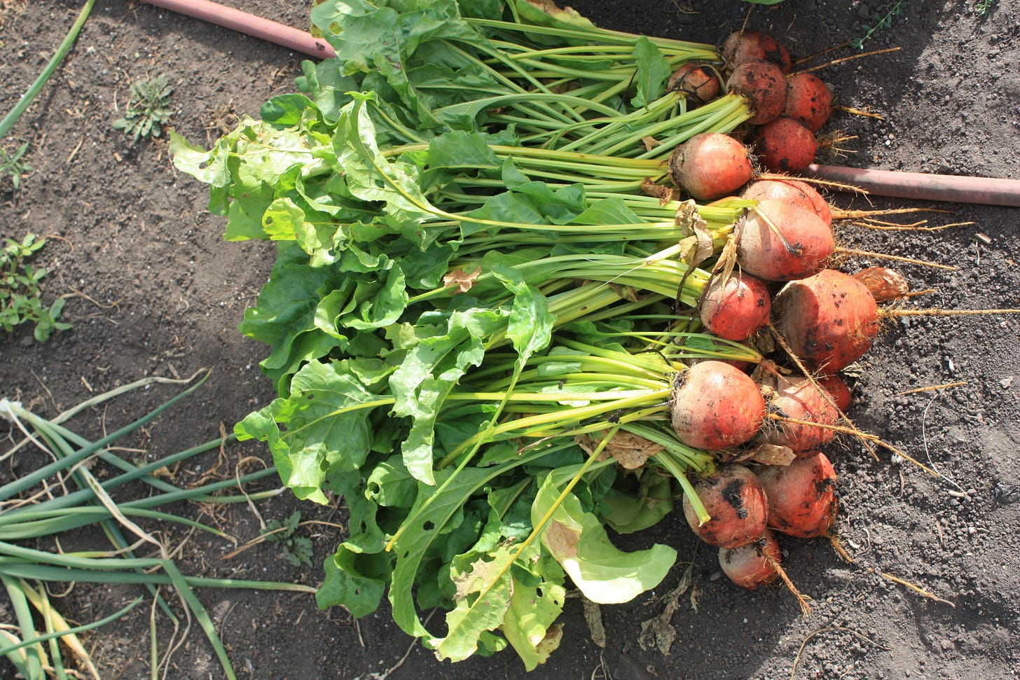 Touchstone Gold beets