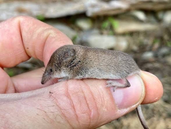 Why the Tiny Shrew Will Blow Your Mind - Scenic Hudson