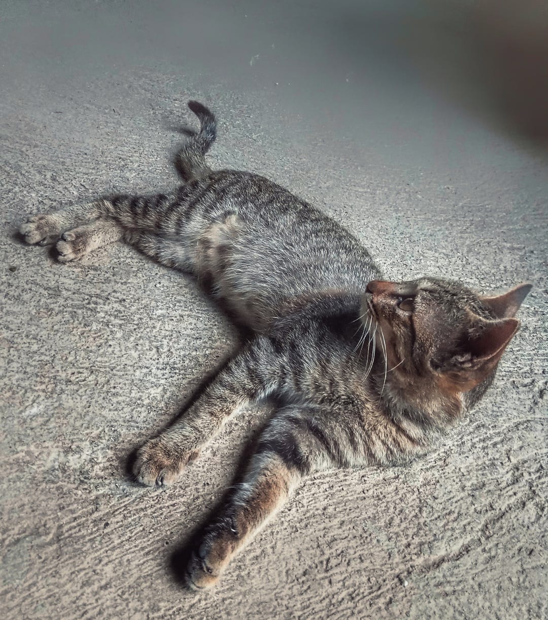 A tabby cat with distinctive striped markings relaxing on a concrete surface, lying on its side.