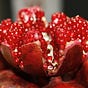 The Pomegranate