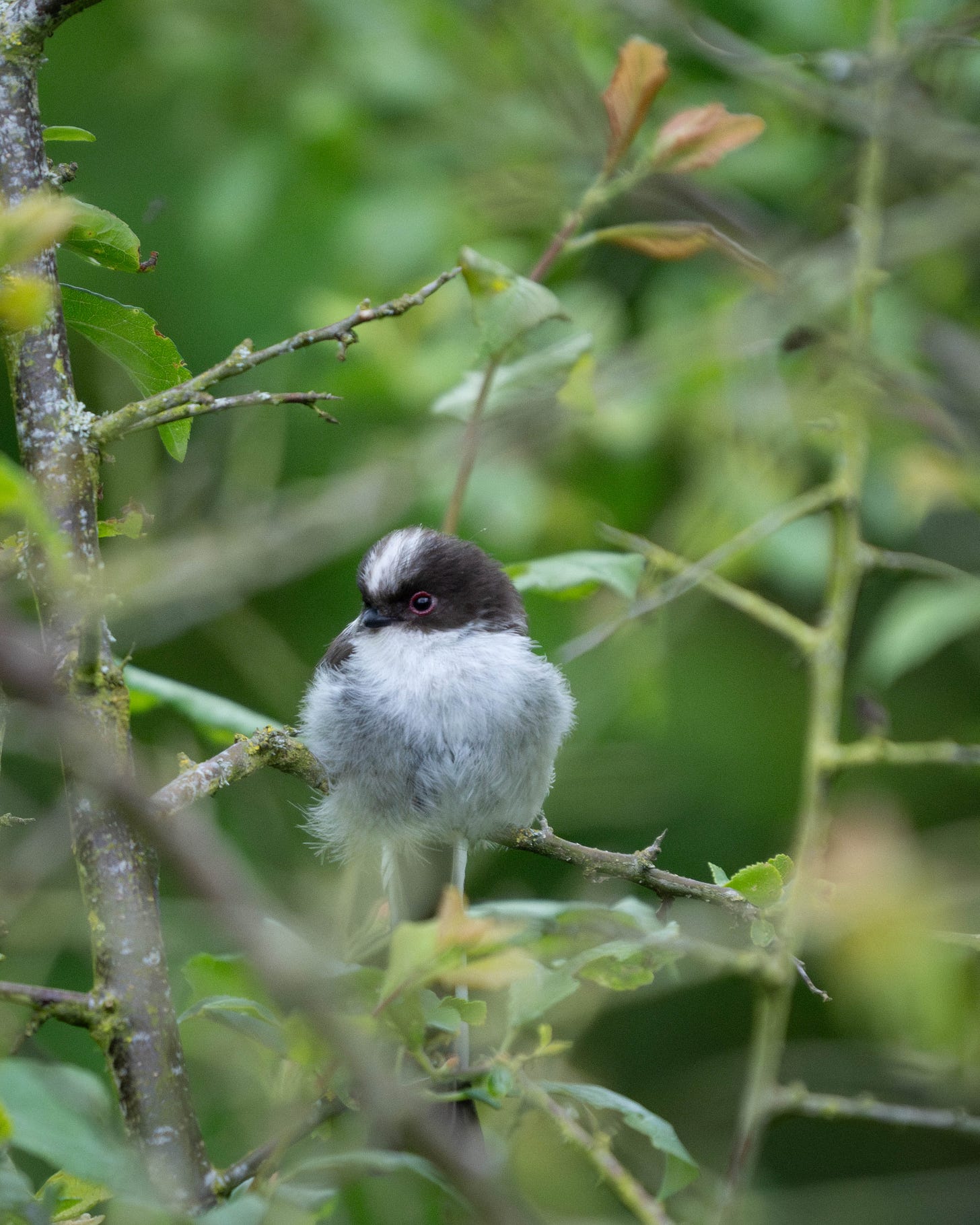 A very fluffy, round white bird with a black face. It's extremely cute. A very fluffy, round white bird with a black face. It's extremely cute.