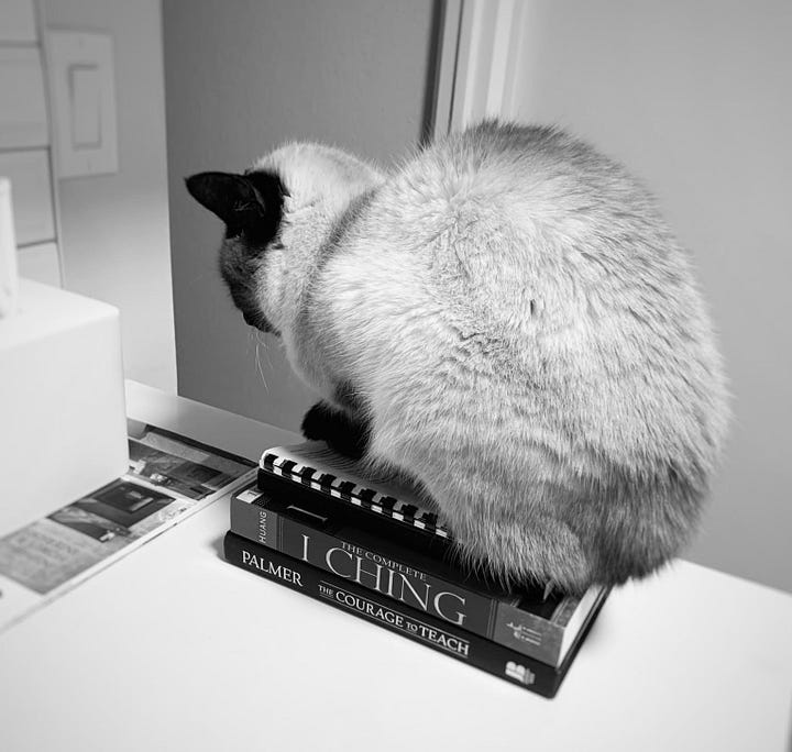 Two black-and-white photos of LingXu, a Siamese cat, sitting atop a stack of books, including The Complete I Ching.