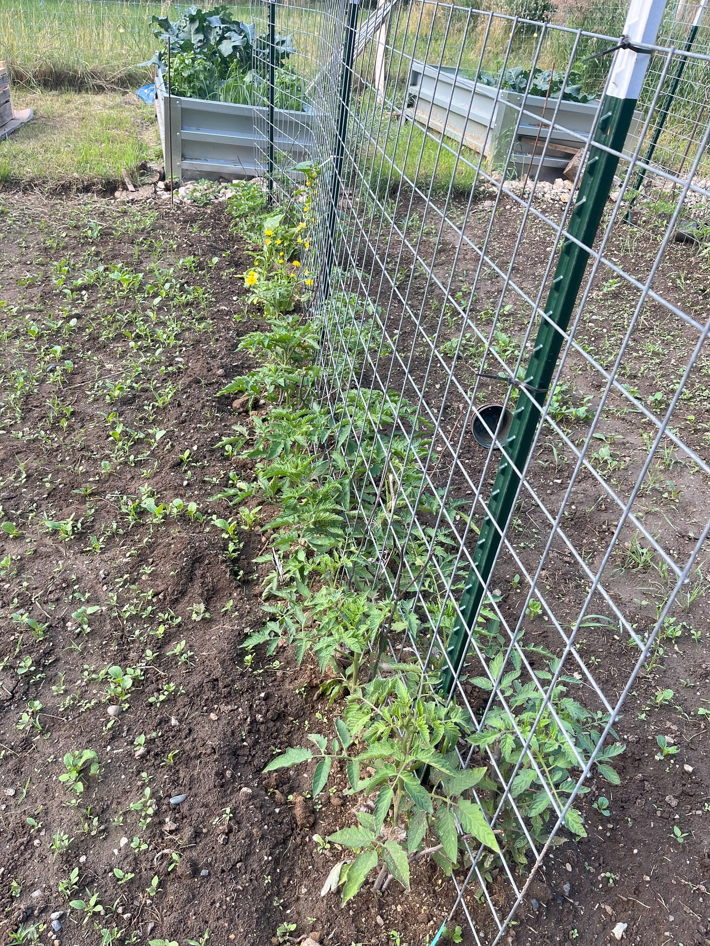 tomatoes on a steel trellis - lots of weeds around though