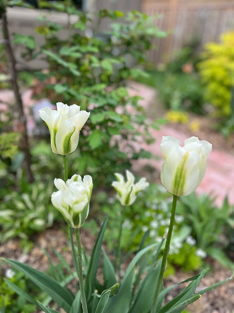 Spring 2024 images from my garden