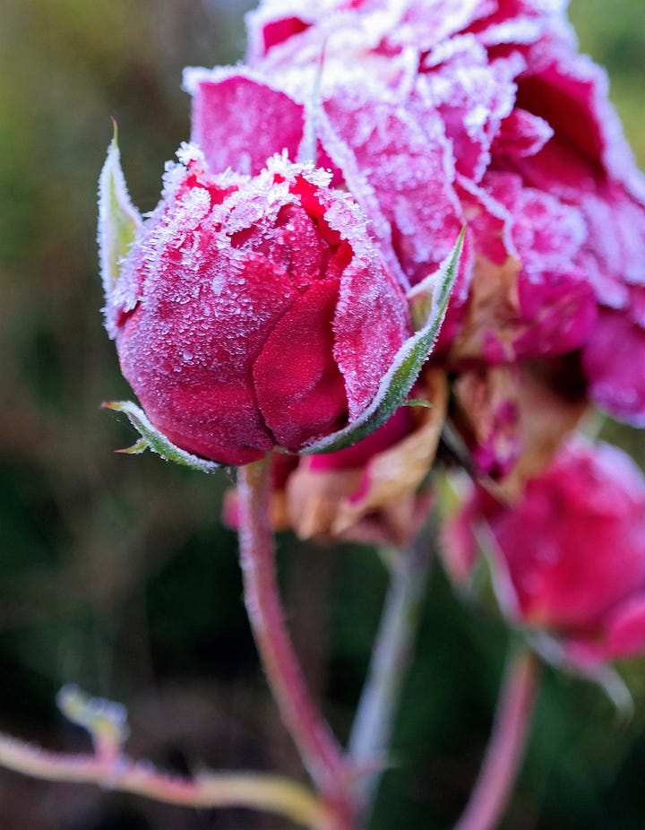 Several varieties of rose all in shades of red and pink
