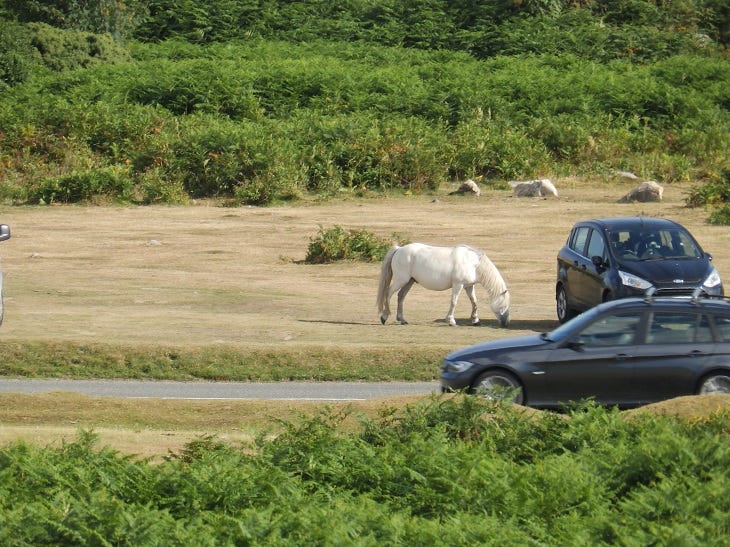 A white pony on very short brown grass in front of ferns and beside tourist cars A white pony on very short brown grass in front of ferns and beside tourist cars