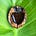 DIRT plantable poetry's avatar