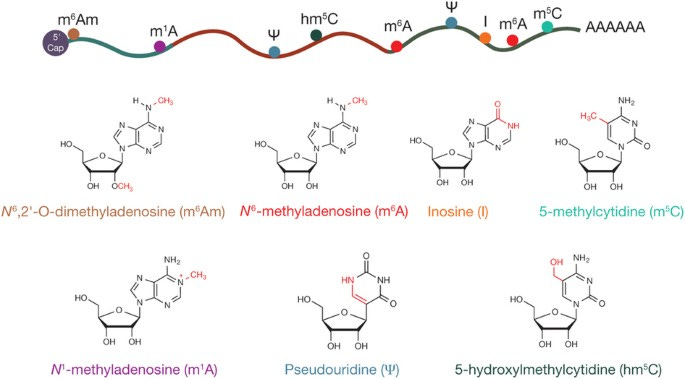 Epitranscriptome sequencing technologies: decoding RNA modifications |  Nature Methods