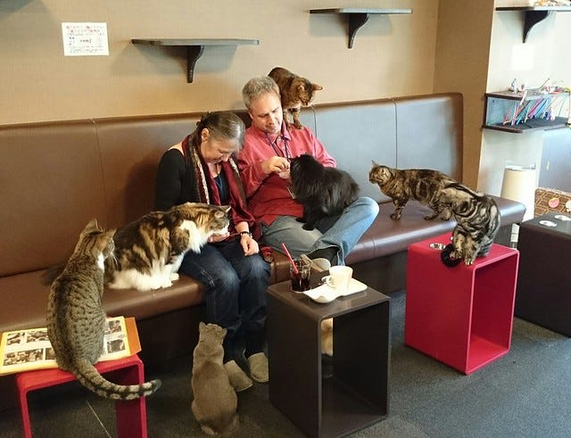 parents at the cat cafe parents at the cat cafe