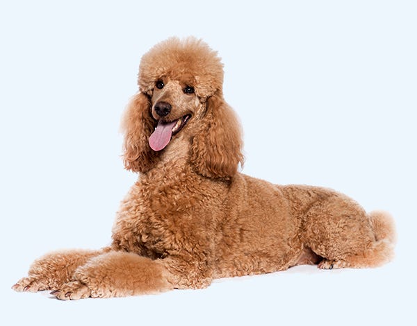 Poodle: Temperament, Lifespan, Grooming, Training | Petplan