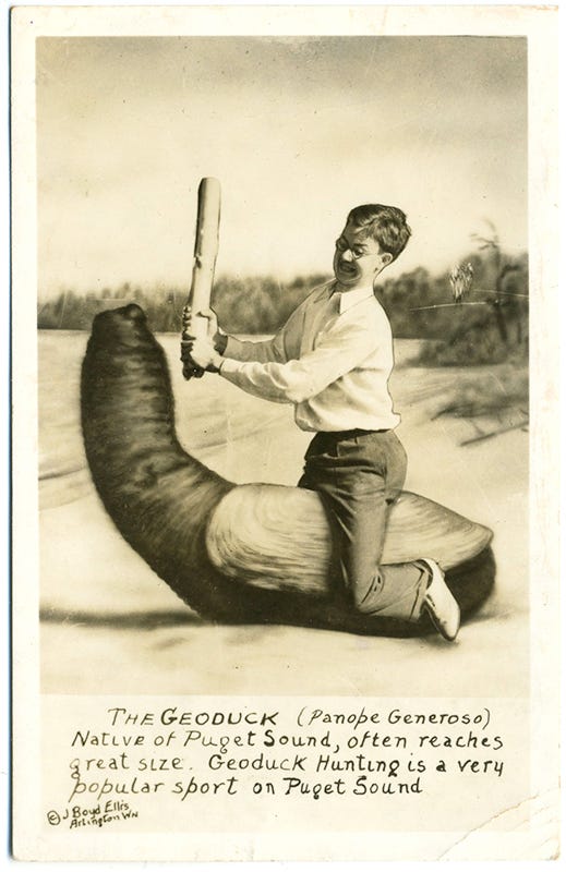 postcard of a geoduck