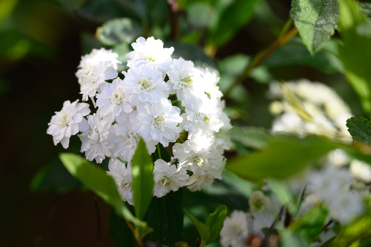 The delicate white blooms of a spirea with a blurred background