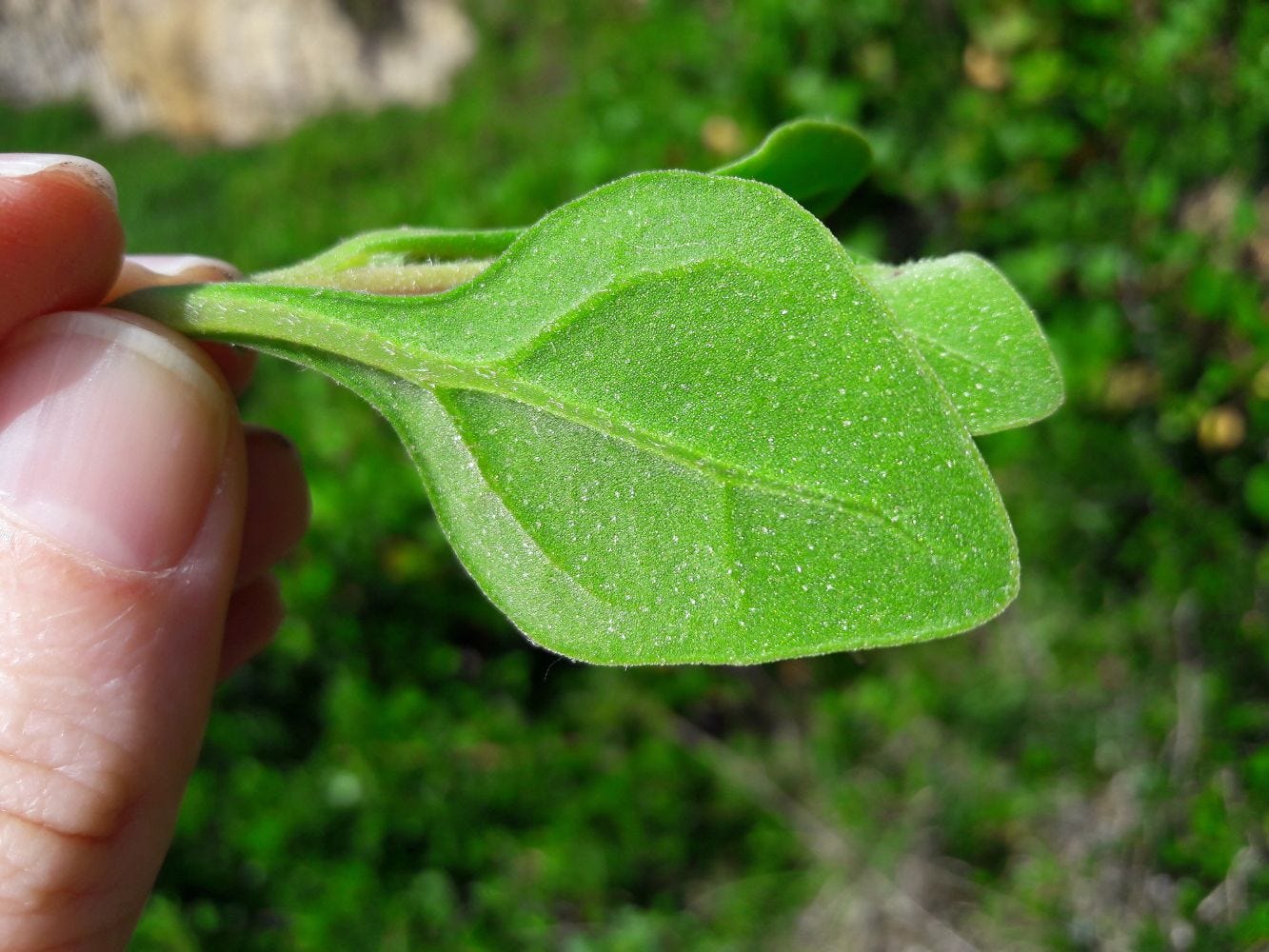 Tetragonia implexicoma [papillae - Great Ocean Road, VIC, 2022] sml.jpg