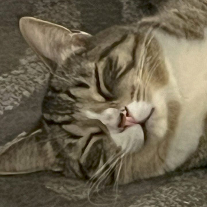 A gallery of four close cropped photos of Mando and Motron from images from the post.