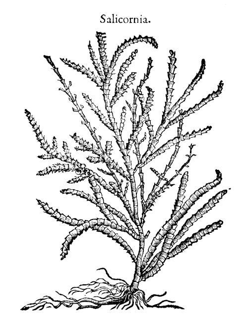 Illustration de salicorne en noir et blanc remontant au XVIème siècle