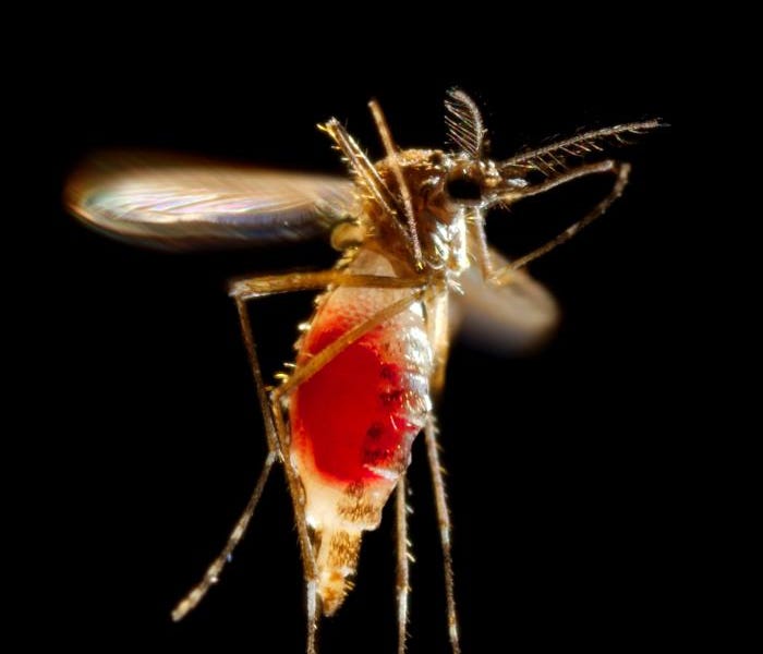 Samoa Rise Up Samoa dengue outbreak continues sharp rise, 2nd death reported