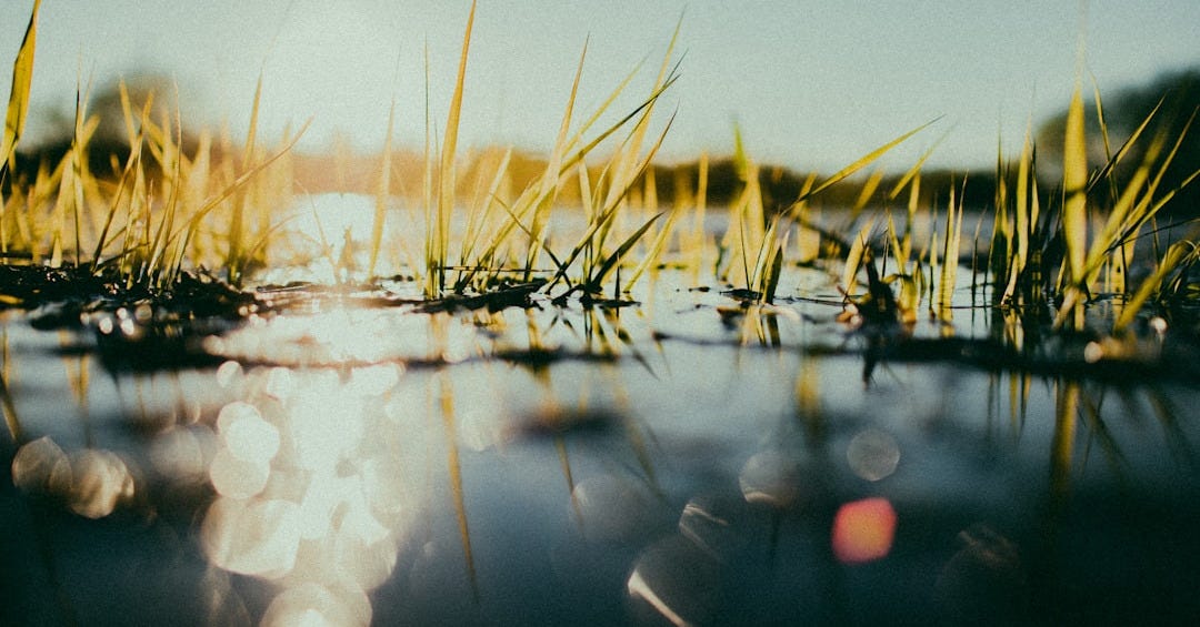 the sun shines through the grass on the water the sun shines through the grass on the water