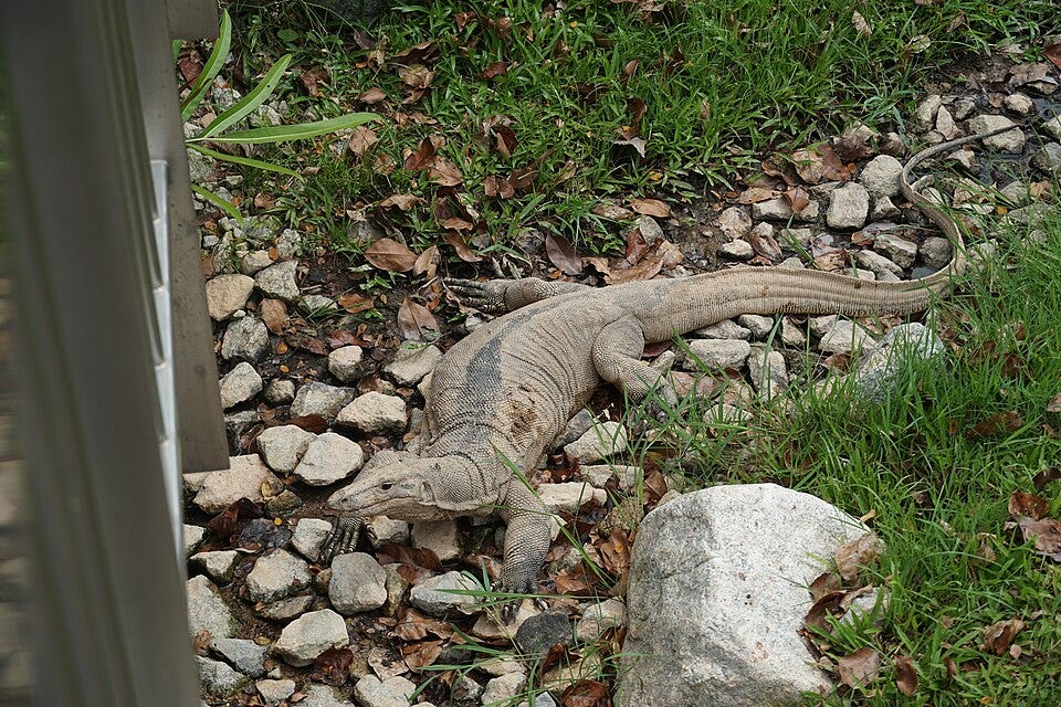 File:Singapore Monitor Lizard.jpg