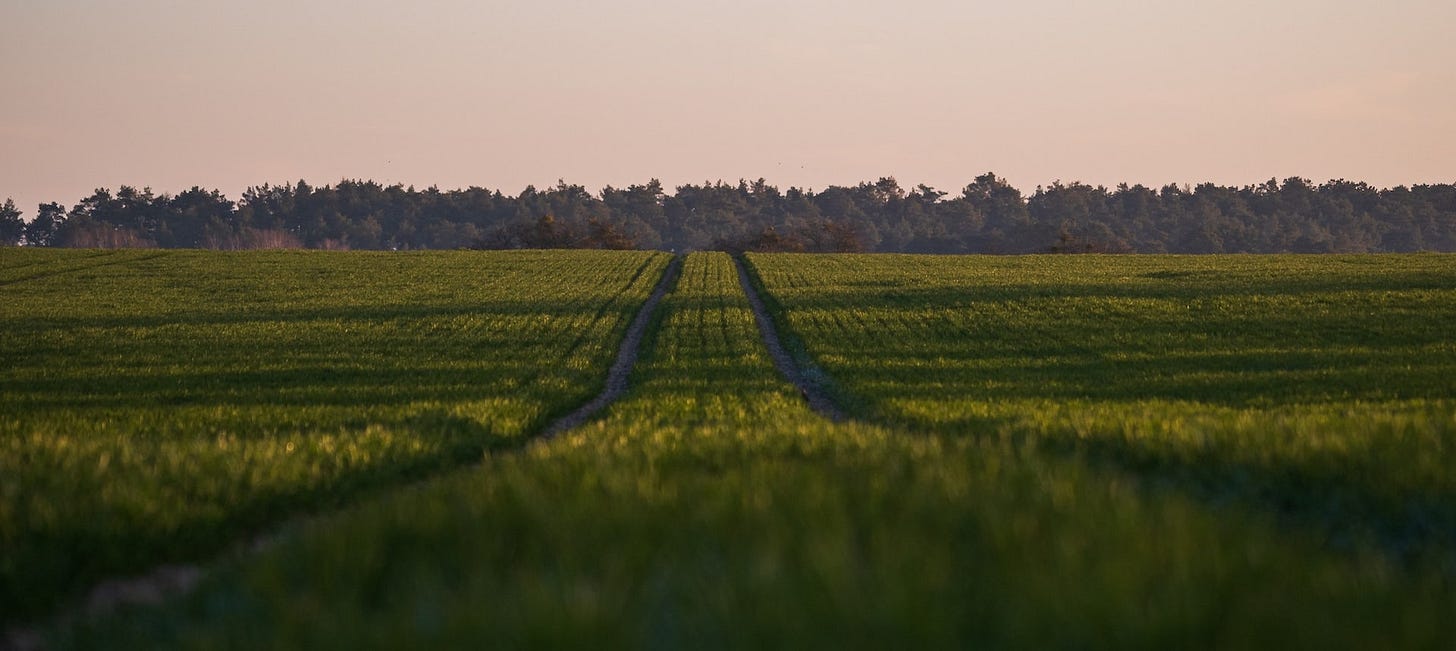 Open field of grass with wheel tracks leading to a treeline