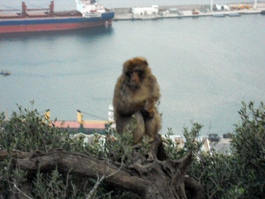 Barbary Ape on the Rock of Gibraltar One of approximately 300 Barbary Apes on the Rock
