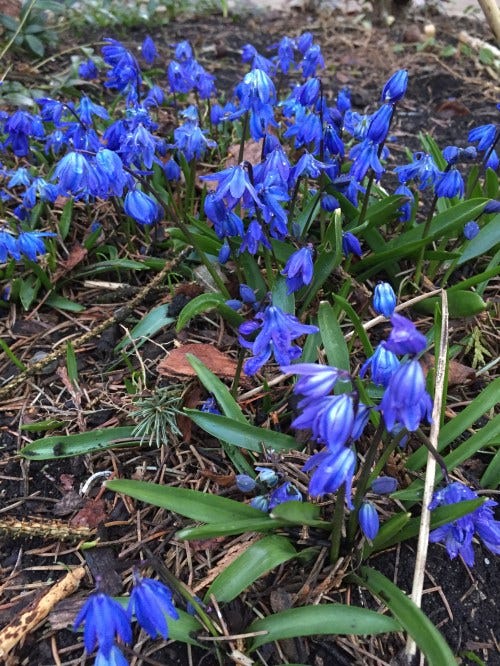 scilla resilient