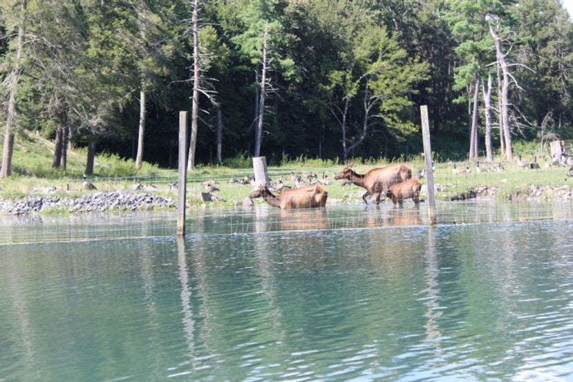 Elk at Penn's Cave and Wildlife Park